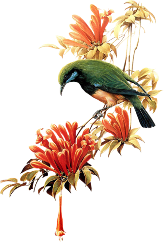 őszi állatok_40.png